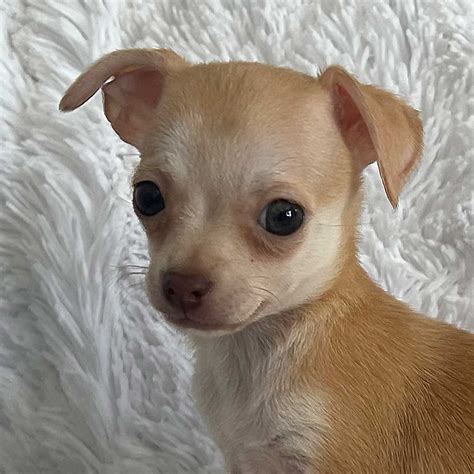 They strictly adhere to the standard set by major kennel clubs which means. . Teacup chihuahua for sale near me